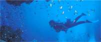 Durban diving